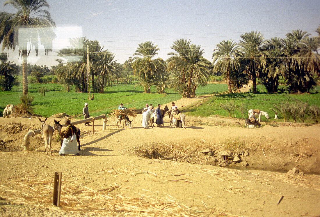 Menschen mit Eseln stehen in einer ägyptischen Landschaft, Luxor, Ägypten