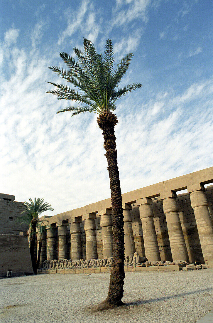 A palm tree standing in front of the columns of the Karnak Temple, Luxor, Egypt