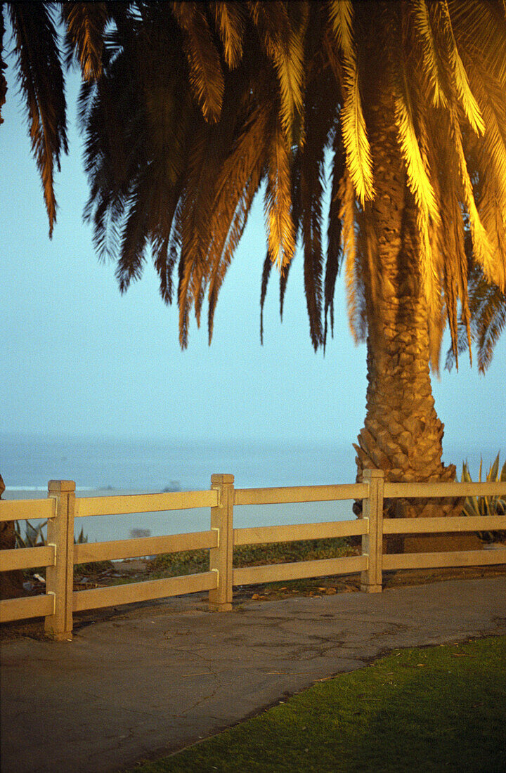 Eine Palme steht am Wegesrand, im Hintergrund Venice beach, Los Angeles, Kalifornien, USA