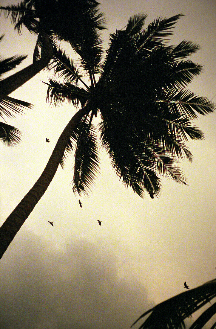 Birds, palm trees, Beruwala, Sri Lanka