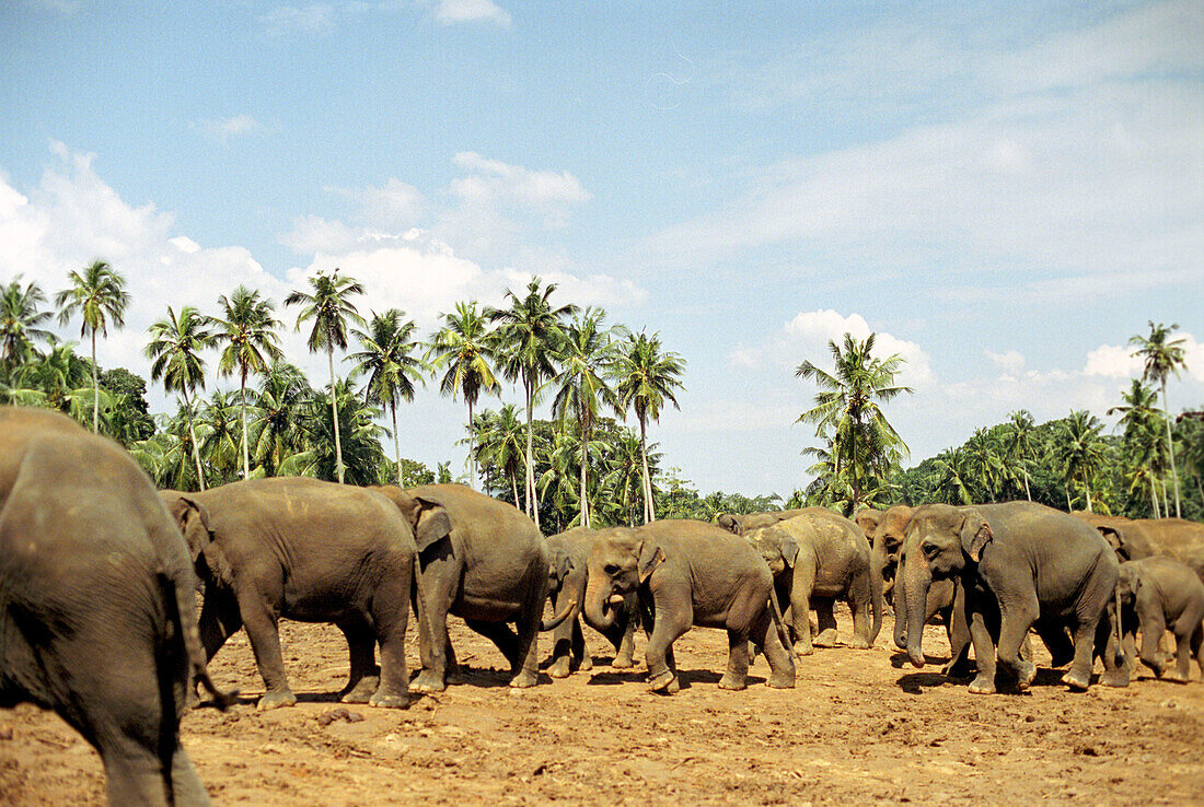 Elefantenherde in der Nähe von Kandy, Sri Lanka
