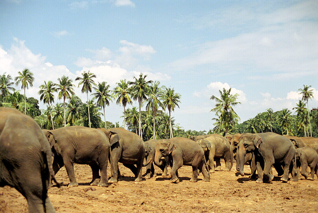 Elephant herd near Kandy, Sri Lanka