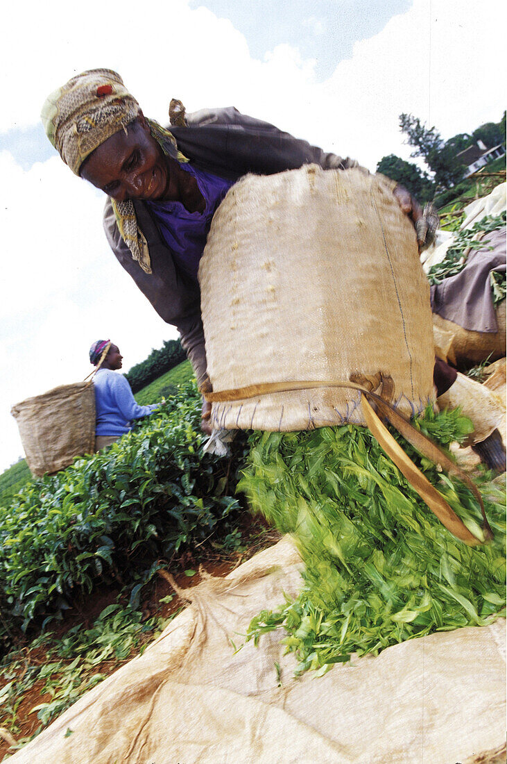 One african woman sorting out tea leaves, tea fields, Limuru, Kiambu, Kenya, Africa