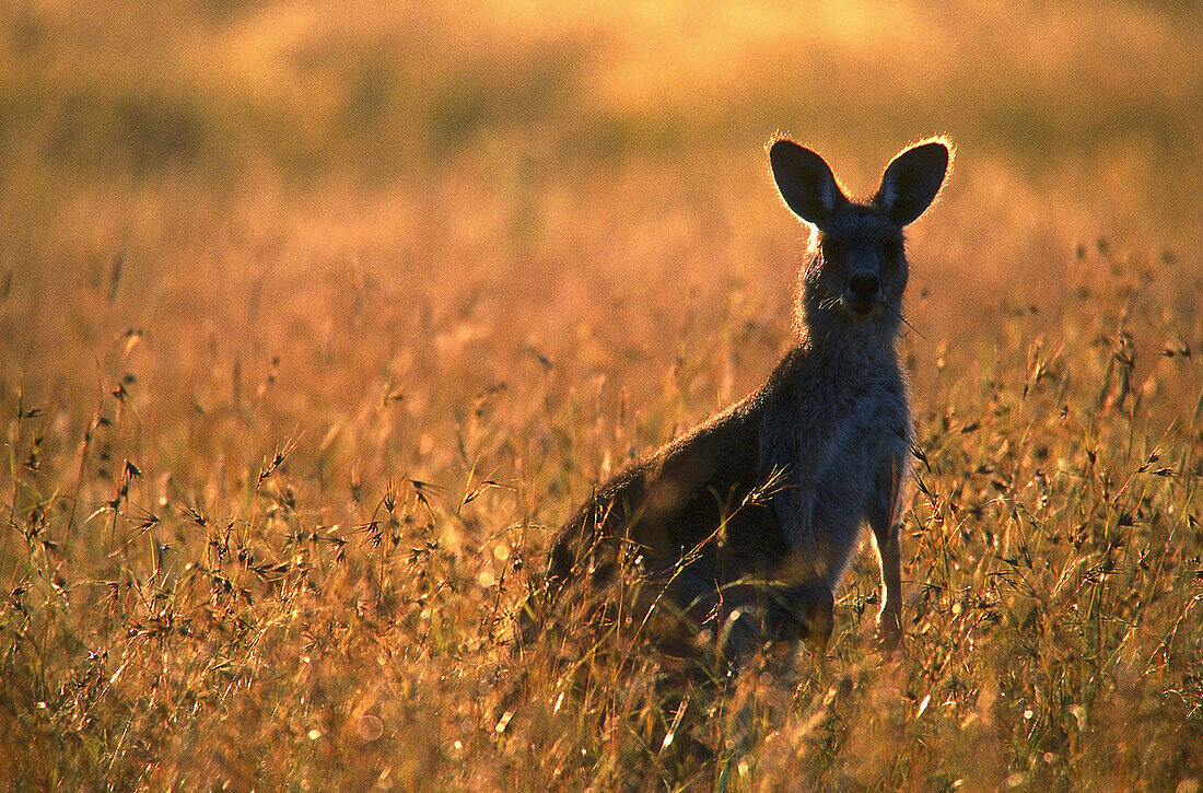 Grey Kangaroo, National Park, New South Wales, Australia