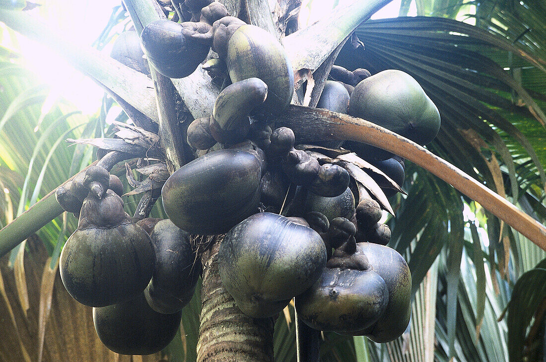 Coco de Mer palm tree with coconuts, … – License image – 70054786 ...