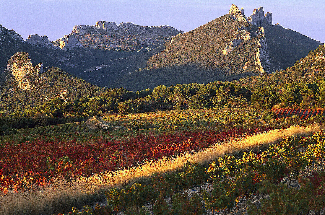Weinfeld vor Berg mit Felsformation, Dentelles de Montmirail, Vaucluse, Provence, Frankreich, Europa