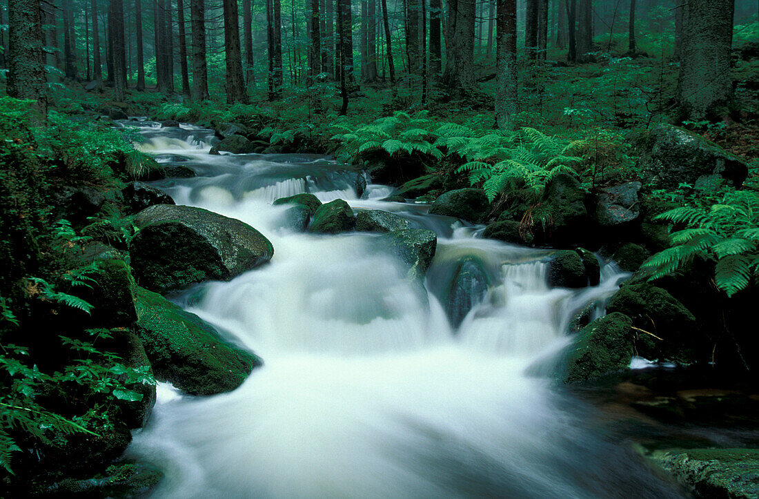 Waldbach, Kleine Ohe, Nationalpark Bayrischer Wald, Bayern, Deutschland