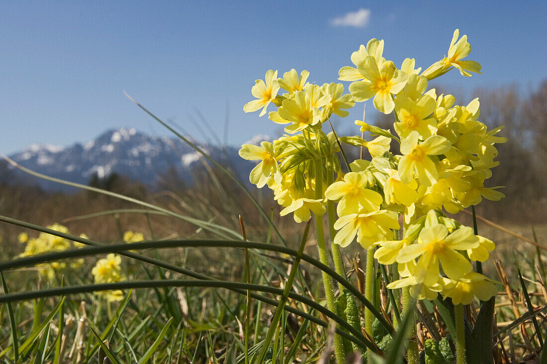 Primroses on meadow, Alpine Upland, Upper Bavaria, Germany