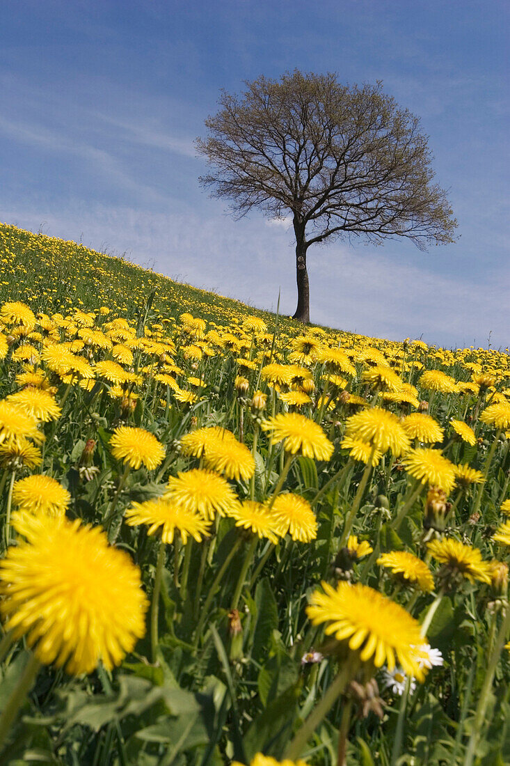 Meadow with dandelions and lonely tree, Upper Bavaria, Germany