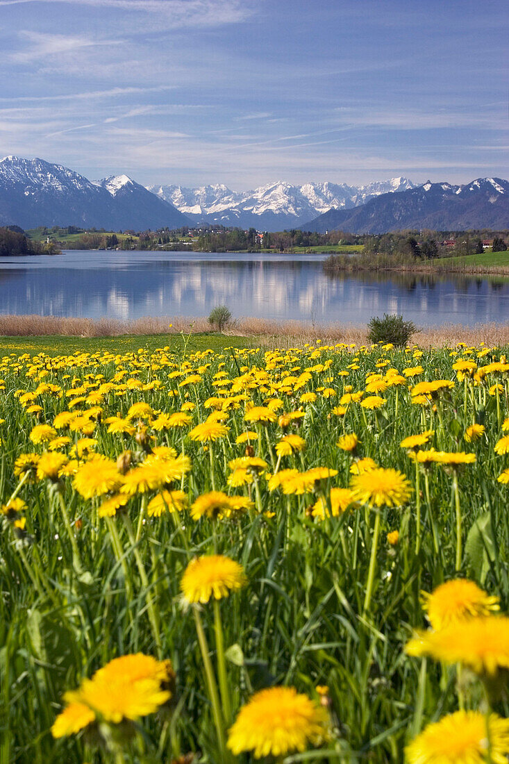 Meadow with dandelions, Lake Riegsee in front of Wetterstein Mountains and Alps, Bavaria, Germany