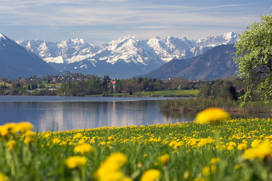Löwenzahnwiese vor dem Riegsee bei Murnau mit Wettersteingebirge und Zugspitze, Oberbayern, Bayern, Deutschland