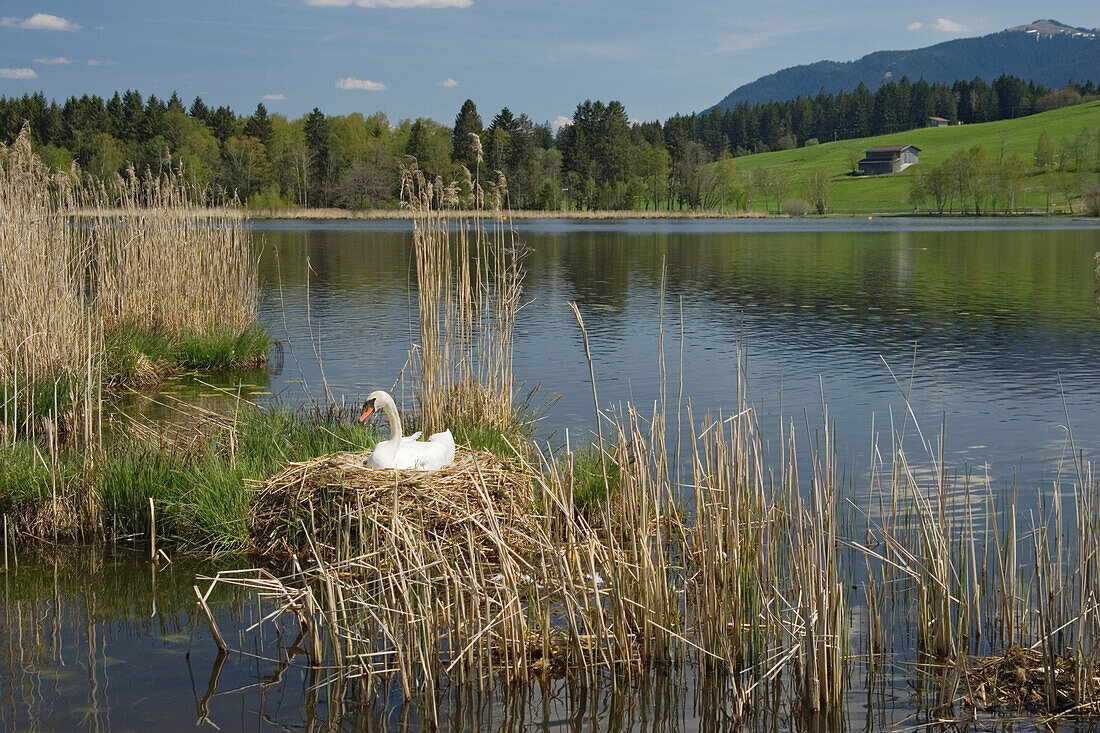 Lake with swan on nest,Cygnus olor, Upper Bavaria, Germany