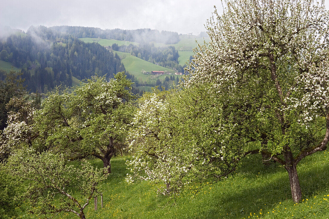 Blühende Apfelbäume, Alpbachtal, Österreich