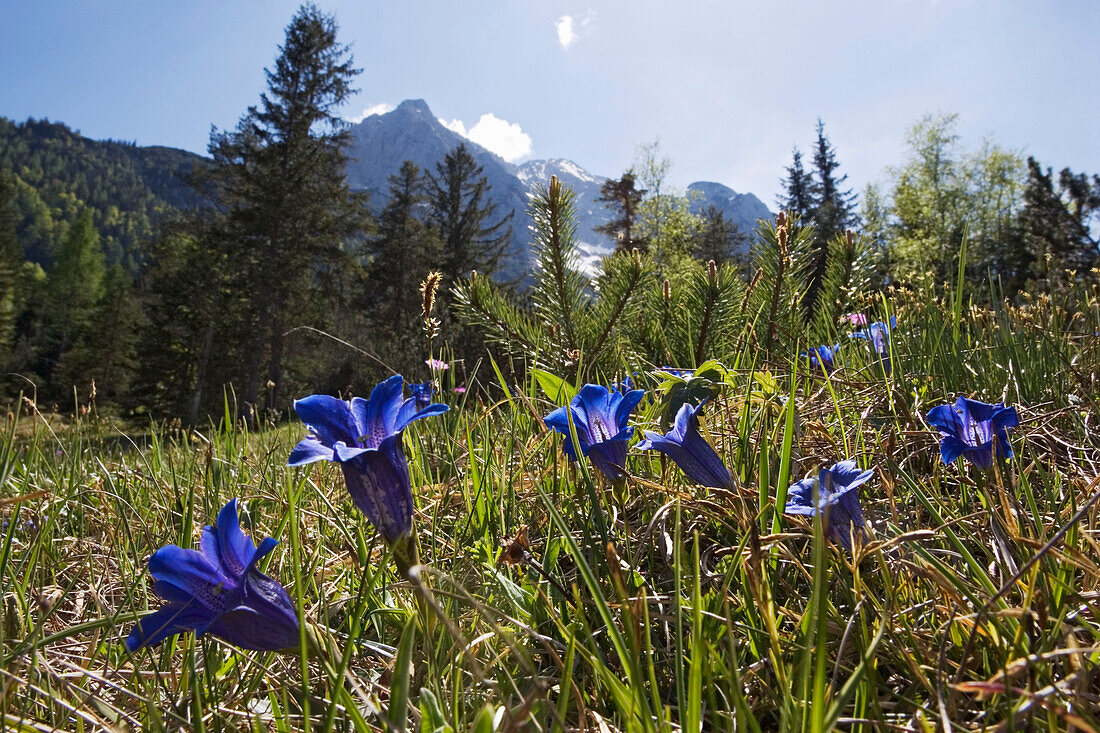 Meadow with gentian, Bavarian Alps, Upper Bavaria, Germany