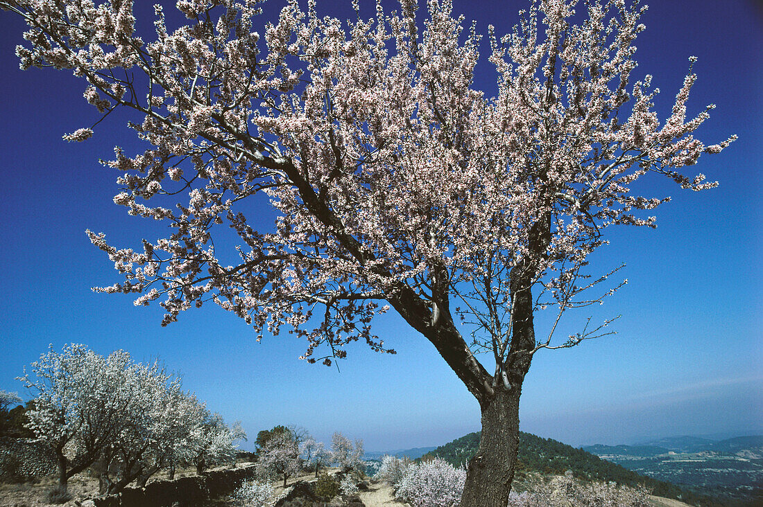 Mandelblüte bei Morella,Provinz Castellon,Spanien