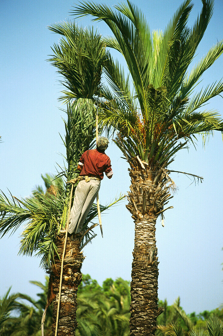 Palm Tree Worker,Palm Grove,Elche,Province Alicante,Spain