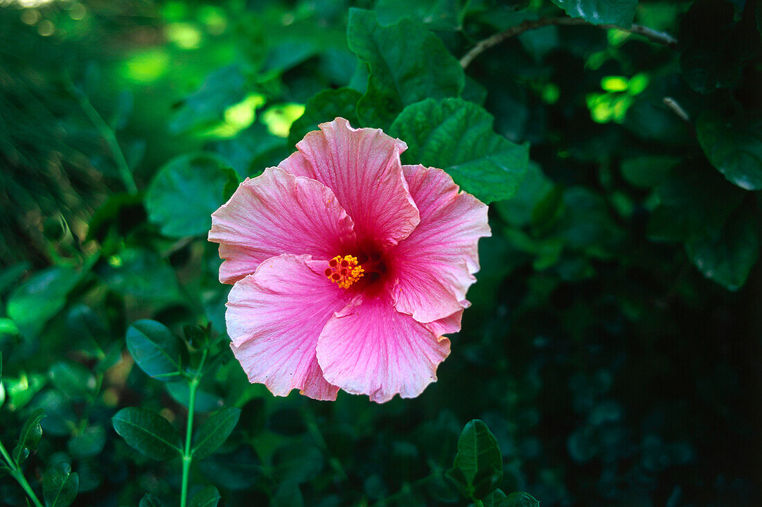 Hibiscus blossom,Elche,Province Alicante,Spain