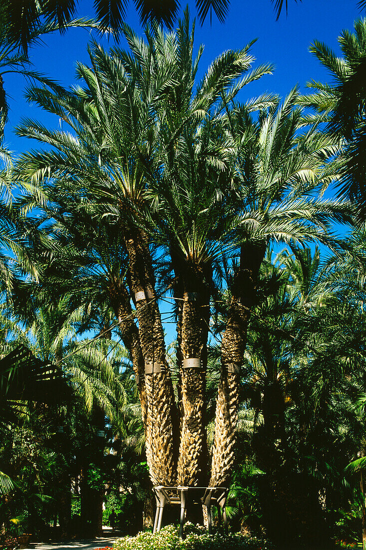 Palm tree,Palmera Imperial,Huerto del Cura,Elche,Province Alicante,Spain