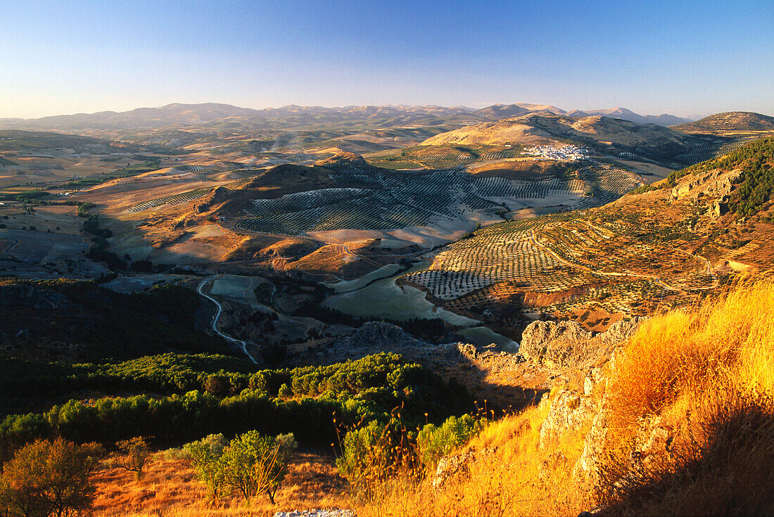 Olivenplantagen,Blick auf Limones,Moclin,Provinz Granada,Andalusien,Spanien