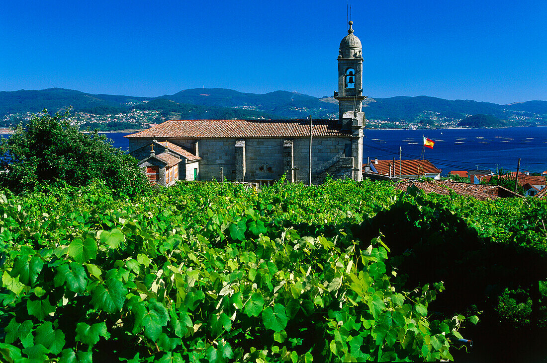 Vine gardens and Samieira church,Ria de Pontevedra,Province Pontevedra,Galicia,Spain