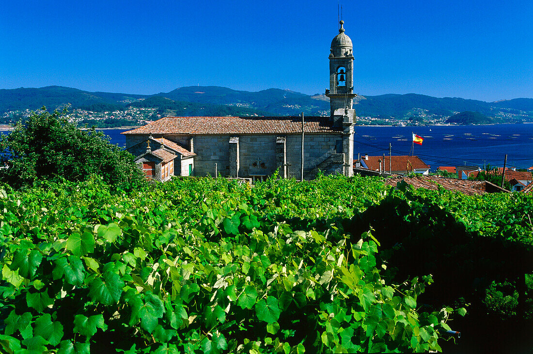 Weinfeld,Kirche von Samieira,Ria de Pontevedra,Provinz Pontevedra,Galicien,Spanien