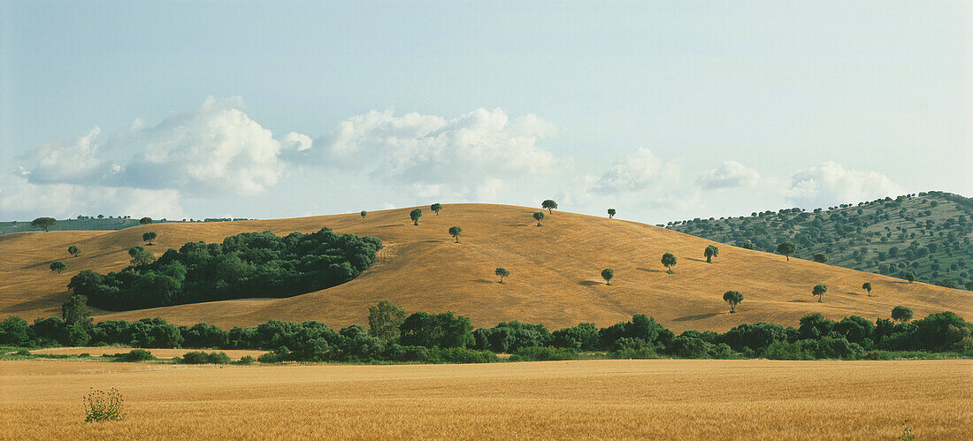 Felder in der Nähe von San Jose del Valle, Provinz Cadiz, Andalusien, Spanien
