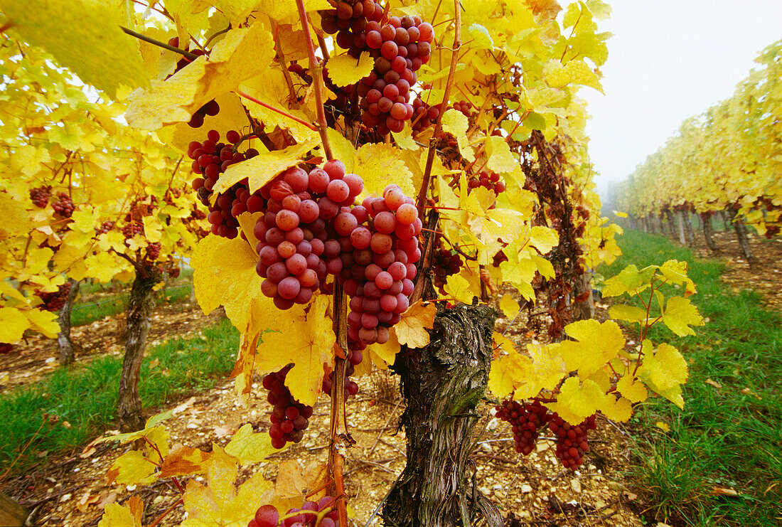 Weinreben bei Riquewihr,Elsass,Frankreich