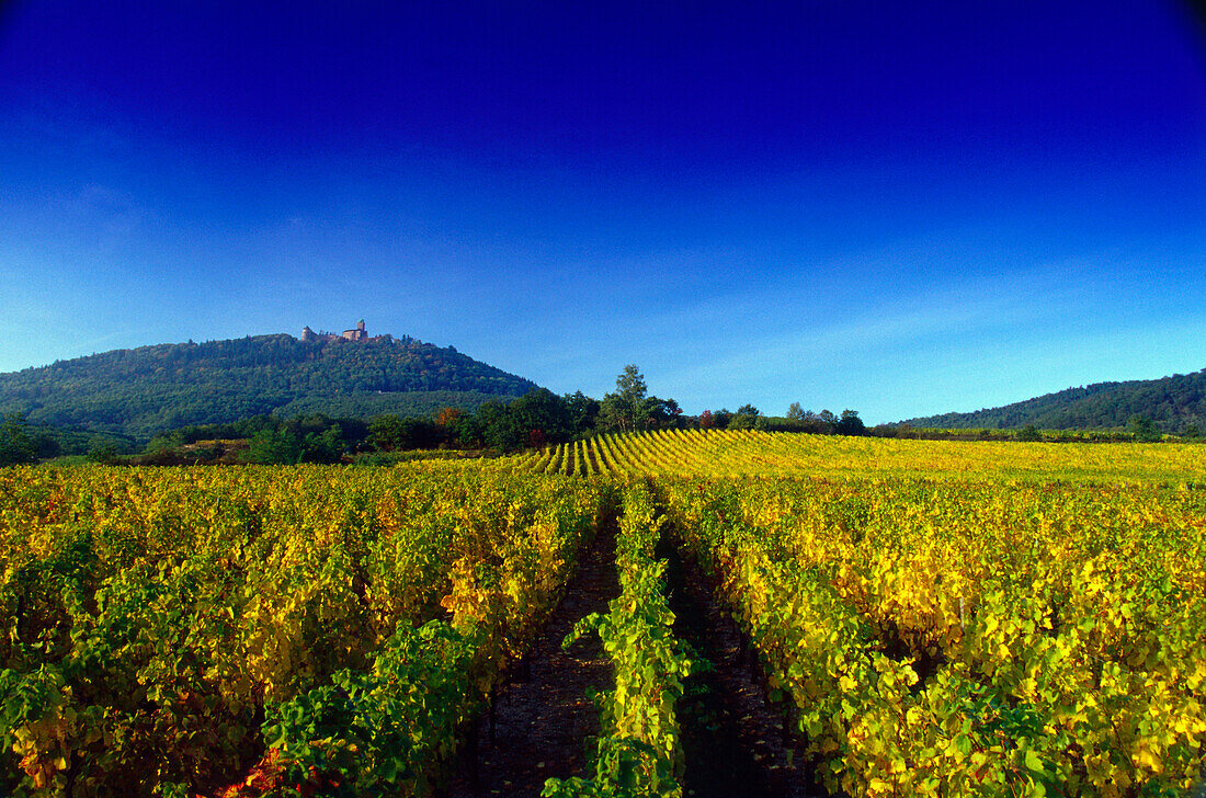 Blick über Rodern zur Haut-Koenigsbourg,Elsass,Frankreich