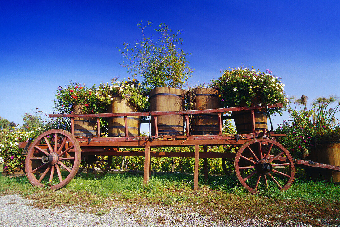 Flower Decorated Cart near Bennwihr,Elsass,France