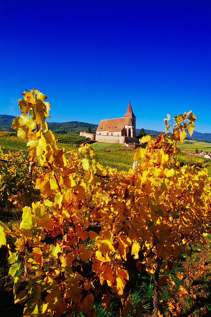 Kapelle in den Weinbergen bei Hunawihr,Elsass,Frankreich