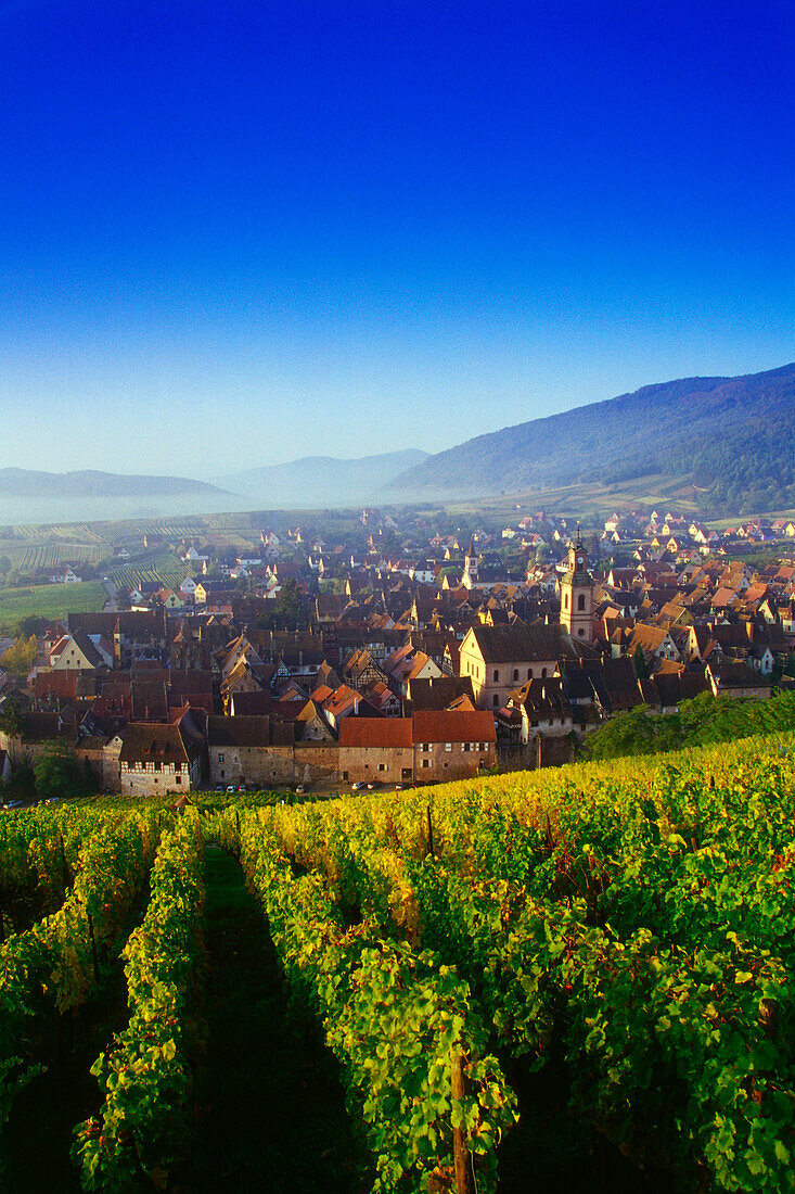 View from the Vineyards over Riquewihr,Elsass,France