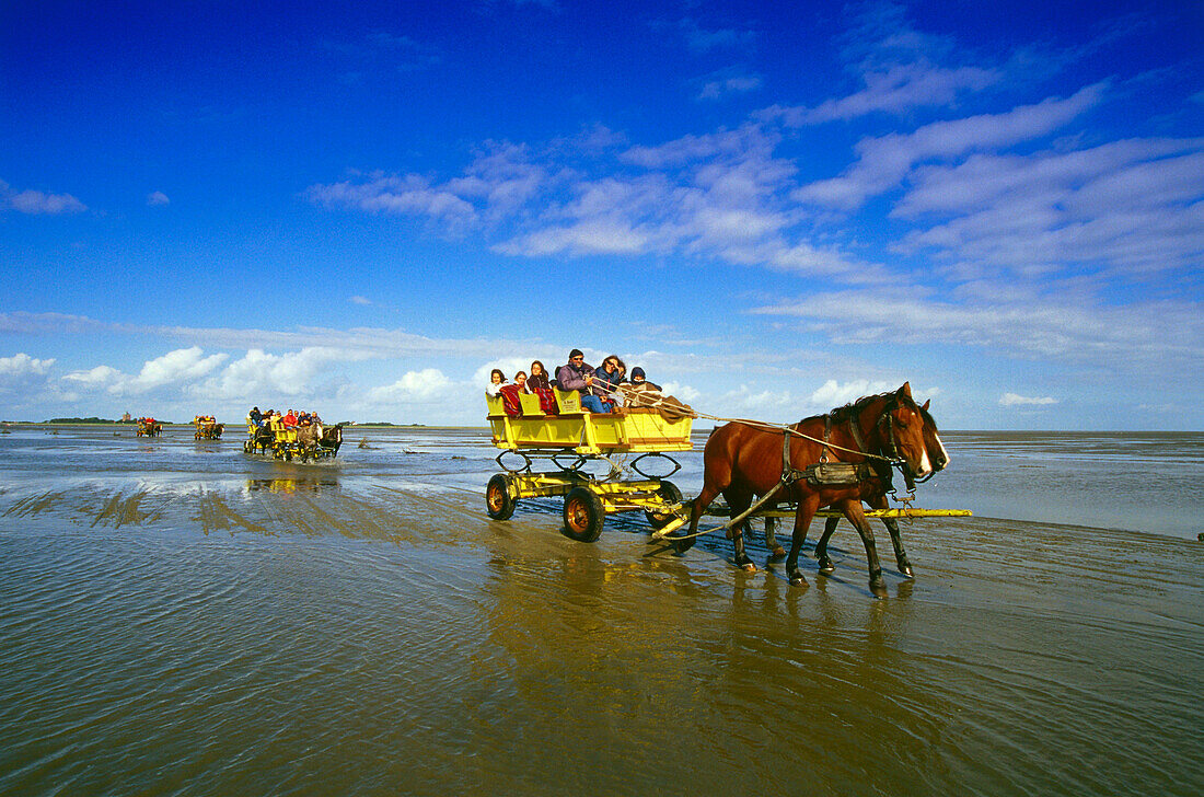 Horse-Drawn Carriage Ride to Island Neuwerk, National Park Hamburgisches Wattenmeer, Germany