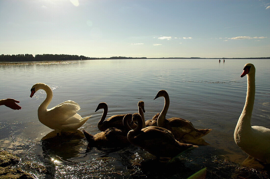 Schwäne auf dem Saadjärv, Tartumaa, Estland