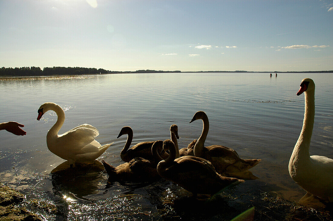 swans on Saadjärv, Tartumaa, Estonia