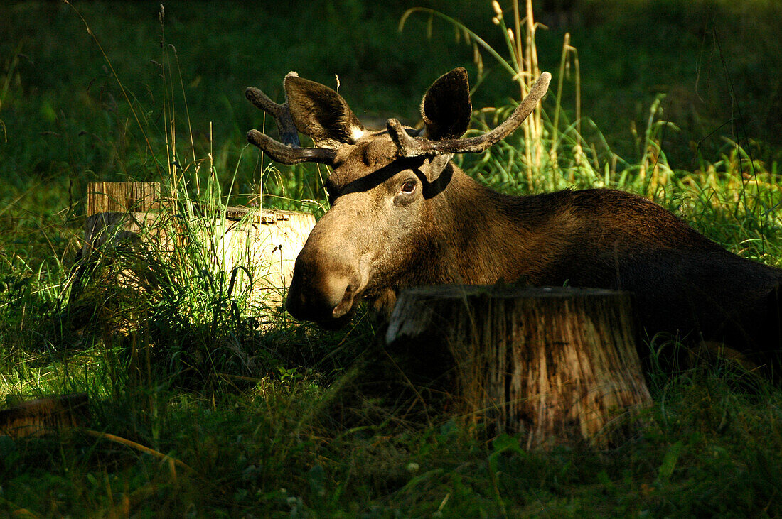 elk in Elistvere zoo, Jogeva, Estonia