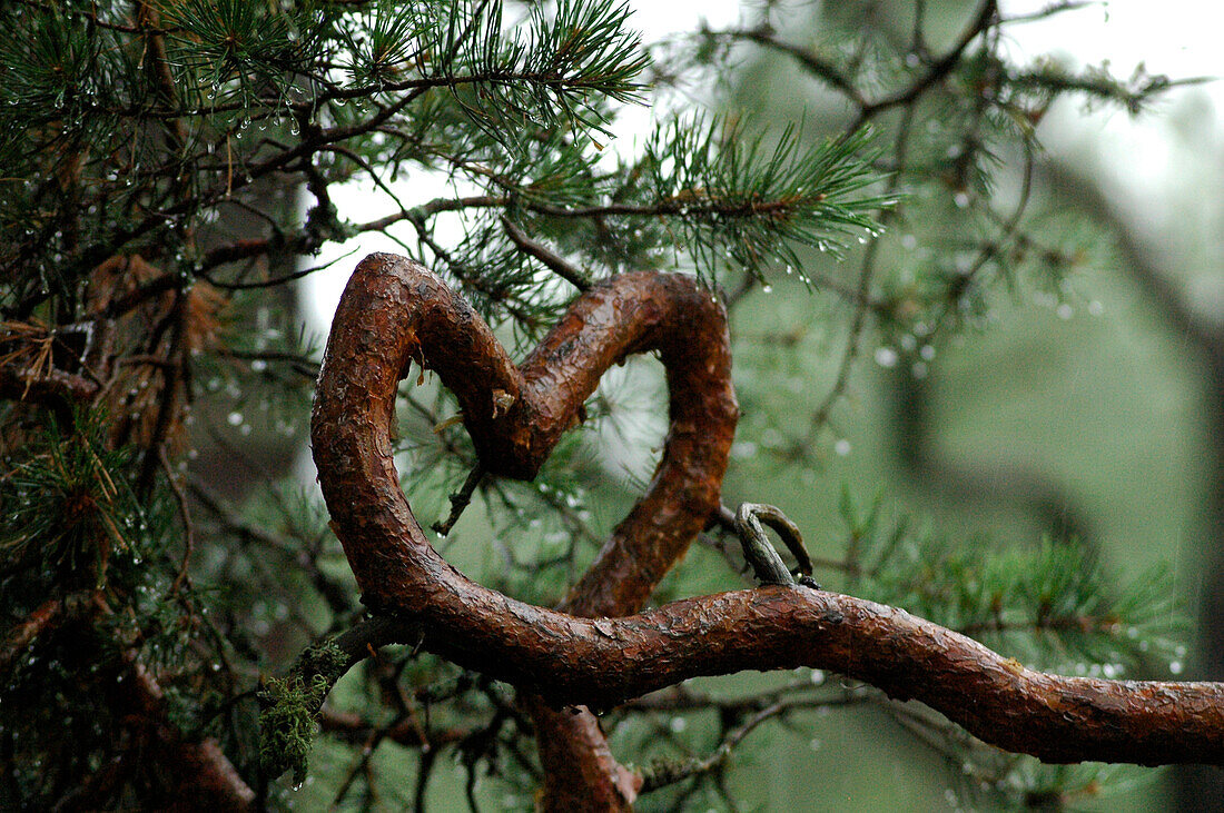 pine branch looking like a heart, Läänemaa, Western Estonia, Estonia