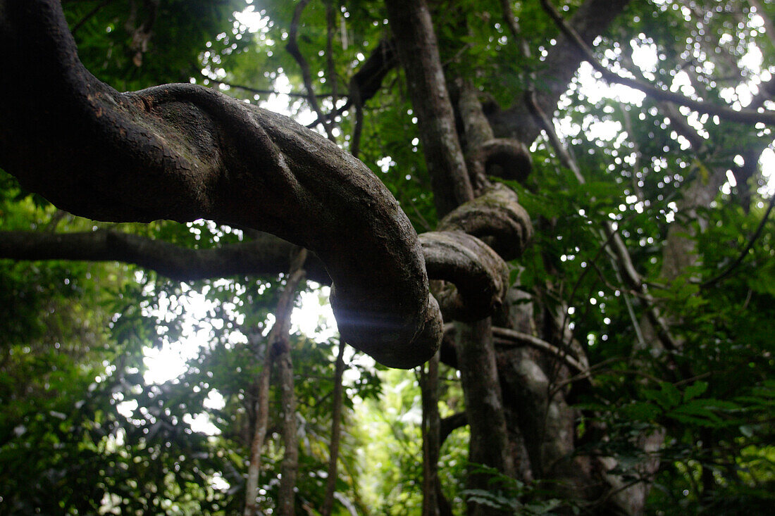 Gewundener Ast und Bäume im Regenwald, Barron Gorge Nationalpark, Cairns Hochland, Kuranda, Queensland, Australien