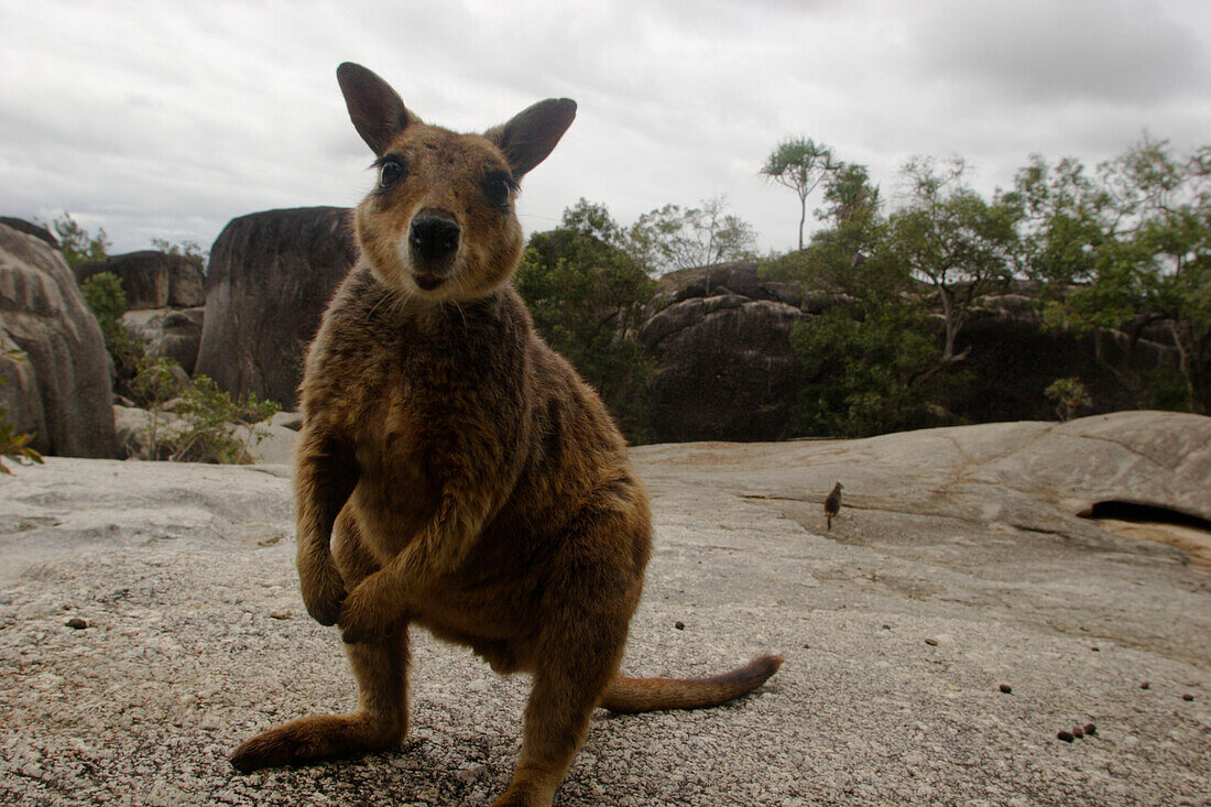 Wallaby, Felskänguru, Känguru, Granite Gorge Walking Tracks, Atherton Tablelands, bei Cairns, Queensland, Australia