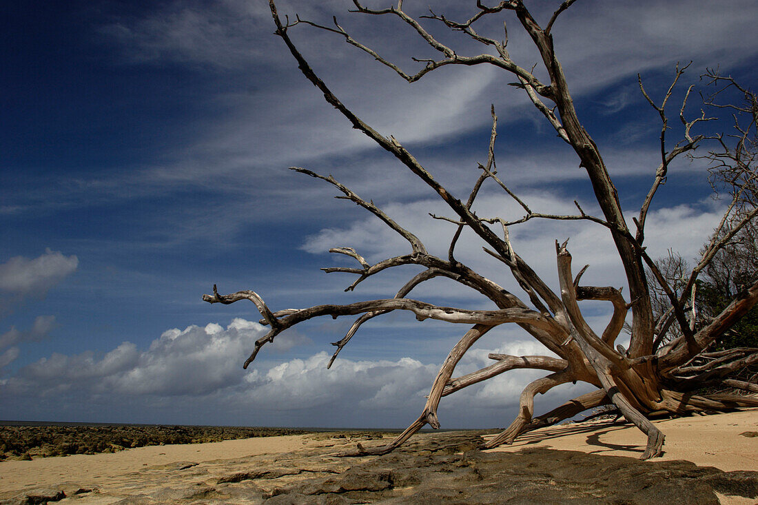 beach, Green Island, nearby Cairns, Great Barrier Reef, Tropical North, Queensland, Australia