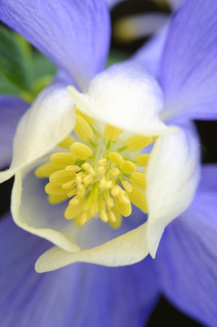 Columbine (Aquilegia)