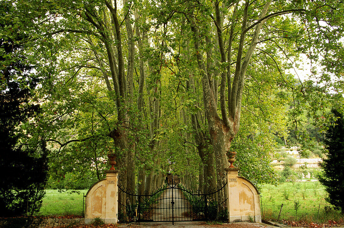 Gate and driveway to a villa, Allee near Pollenca, Mallorca, Spain