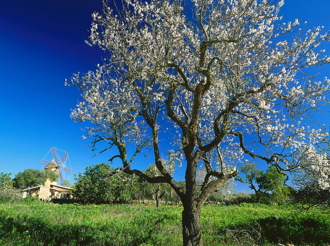 Windmill and almond tree with blossom, near Santanyi, Mallorca, Spain