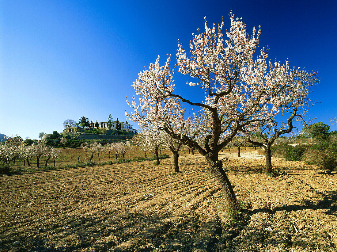 Landhaus und Mandelbaum mit Mandelblüte, Mallorca, Spanien