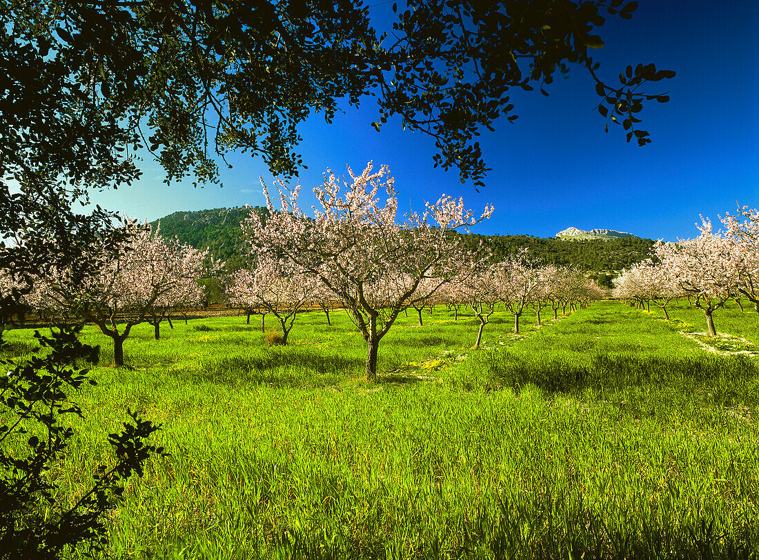 Almond trees and blossom, Mallorca, Spain