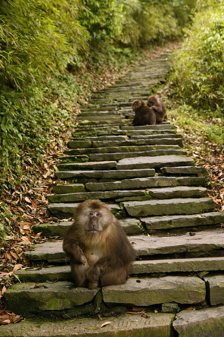 path and stairs, thieving monkeys, Mountains, Emei Shan, World Heritage Site, UNESCO, China, Asia