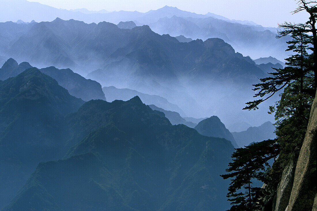 Südgipfel, Hua Shan,Steilwand, Huashan, Kiefern am Fels, blaue Berge, Provinz Shaanxi, China, Asien