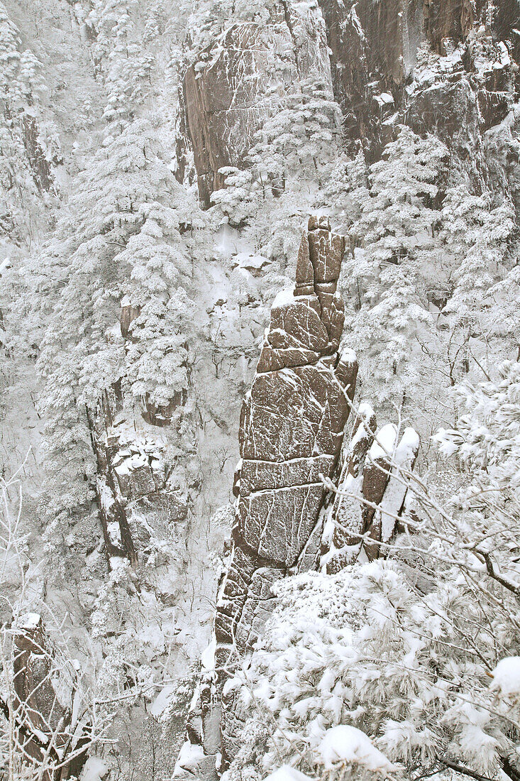 winter snow on slopes of mountain, trees and stone cliffs, Huang Shan, Anhui province, World Heritage, UNESCO, China, Asia