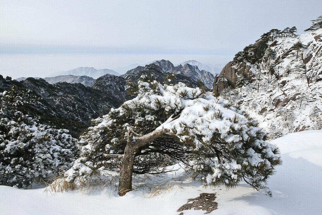 mountain pine tree in snow on slopes of the mountain, Huang Shan, Anhui province, World Heritage, UNESCO, China, Asia