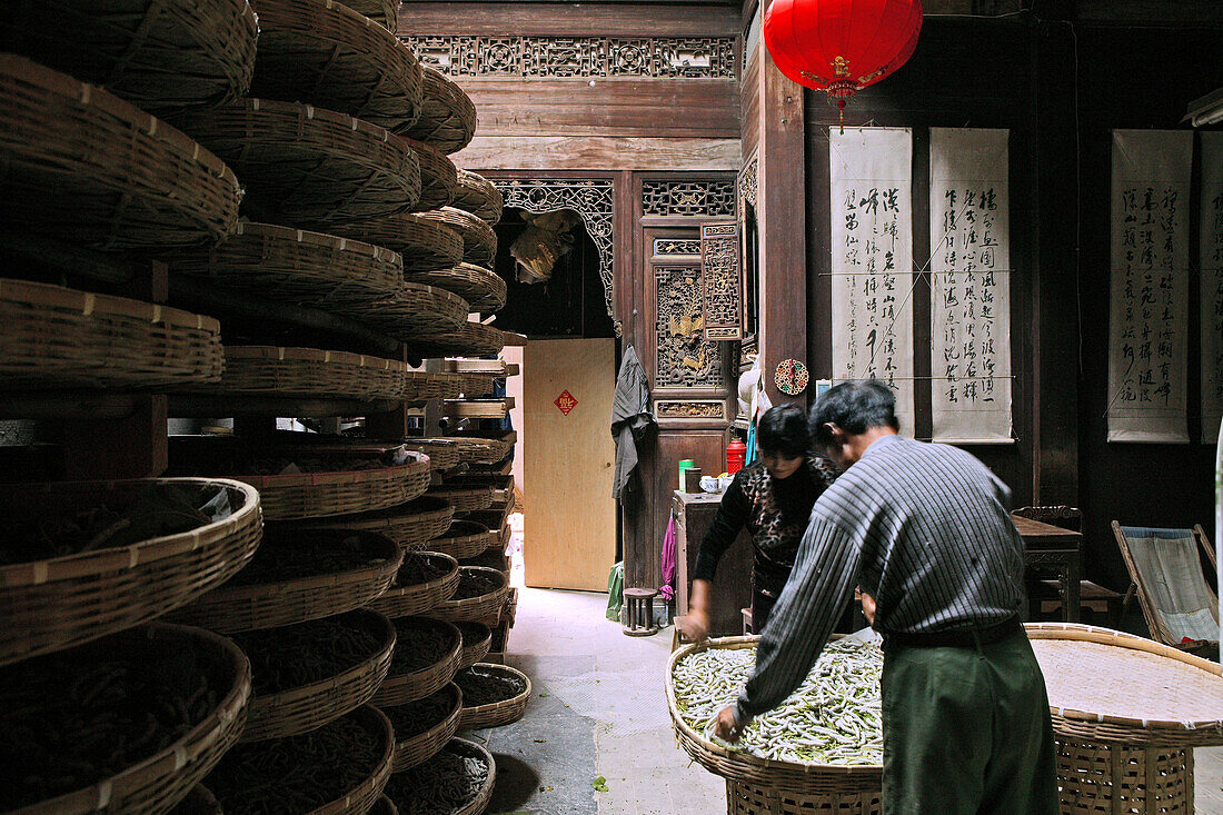 traditional silk making, feeding silkworms, cottage crafts, Nanping village, Huangshan, China, Asia, World Heritage Site, UNESCO