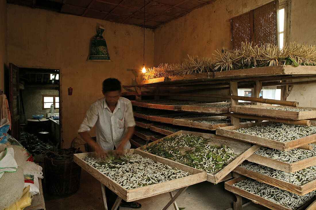 Seidenraupen, China,Seidenraupenzüchter, Dorf Nanping, Huangshan, China, Asien Weltkulturerbe, UNESCO